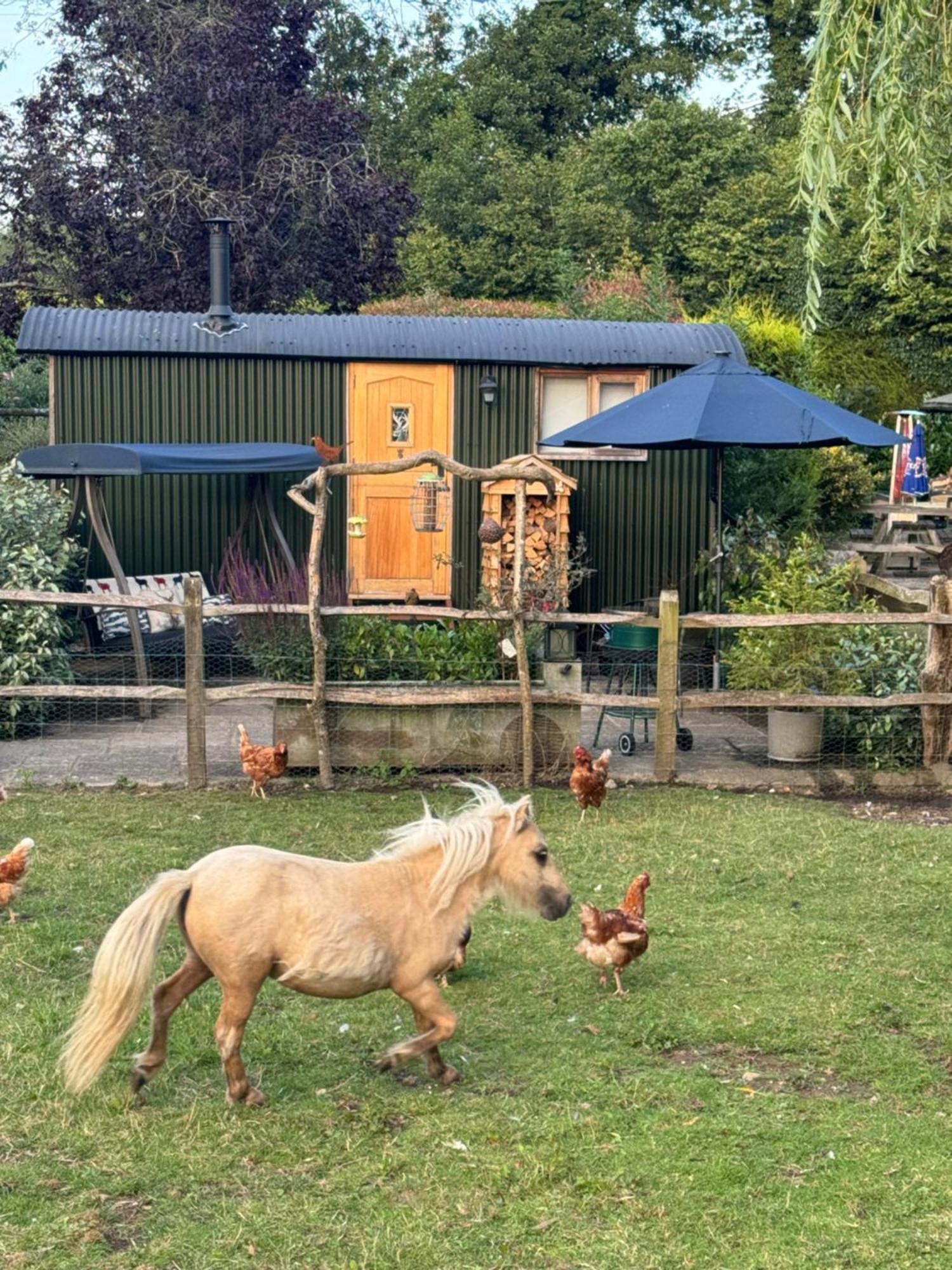 Forest View Shepherd Hut Ewhurst Екстериор снимка