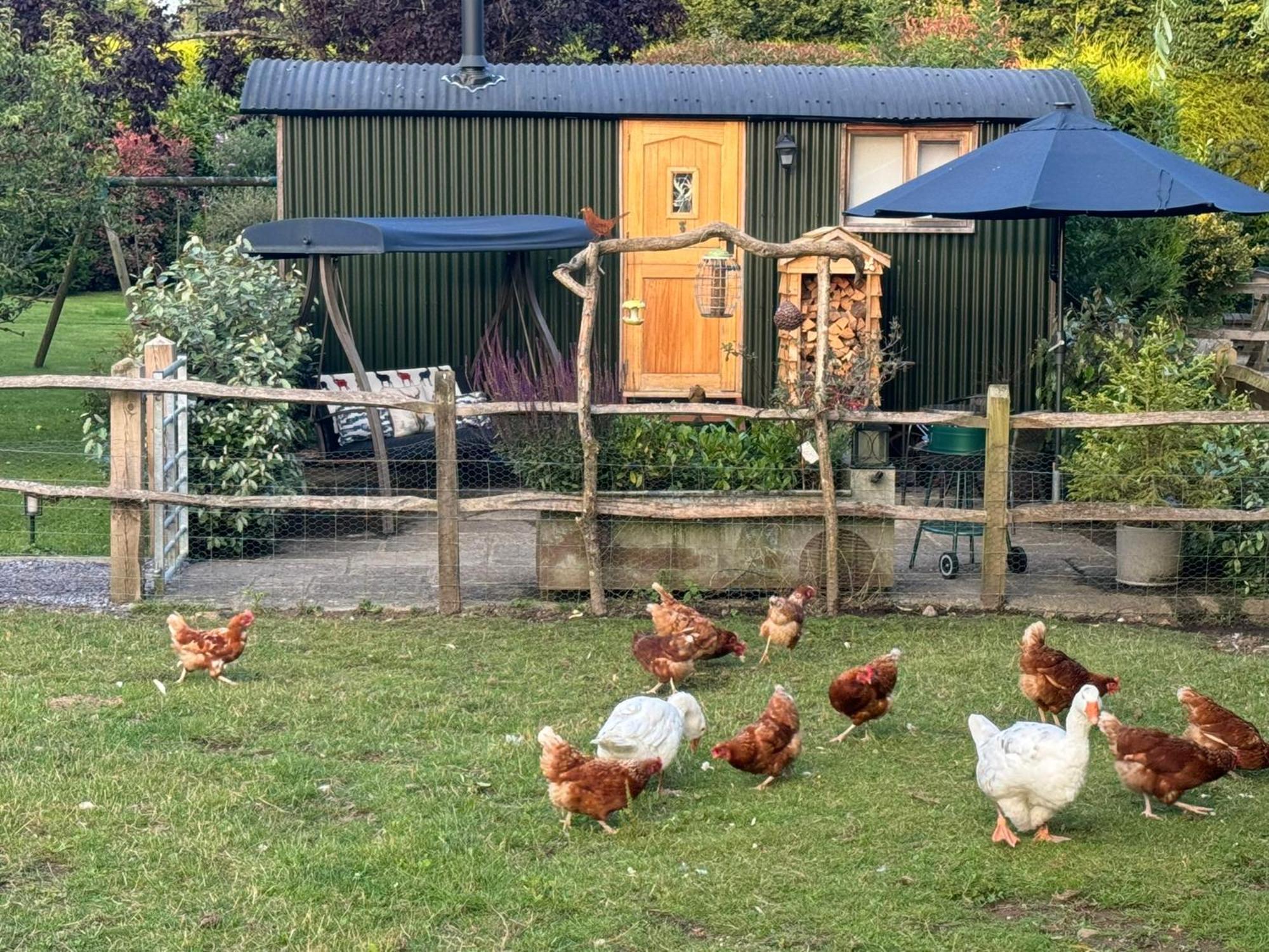 Forest View Shepherd Hut Ewhurst Екстериор снимка
